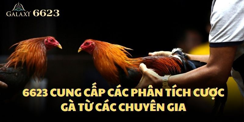 6623 cung cấp các phân tích cược gà từ các chuyên gia