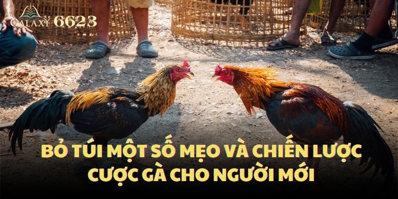 Bỏ túi một số mẹo và chiến lược cược gà cho người mới