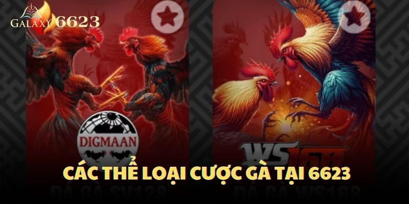 Các thể loại cược gà tại 6623